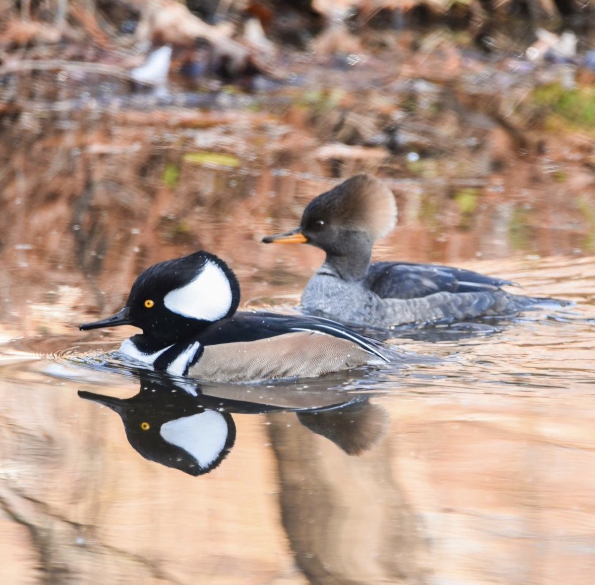 A Happy Loving Couple Circles the Pond. #hoodedmerganser #hoodedmergansers #hoodedmergansersoftwitter #greensboroboggarden #boggarden #waterbirds #waterfowl #BirdsOfTwitter #TwitterNaturePhotography #wildlifephotography