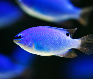 ReefChasers tweet picture