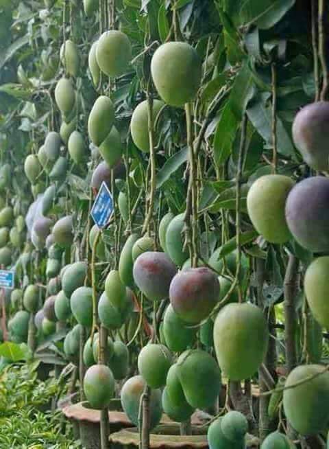 Teknik 'memaksa' pohon mangga berbuah di luar musim.

Dengan teknik ini pohon mangga bisa berbuah di luar musim/bahkan 3 kali dalam setahun.Caranya adalah sbb:

1.  Pruning atau pemangkasan daun, cabang dan ranting, hingga pohon mangga menjadi gundul atau tersisa sedikit daun.