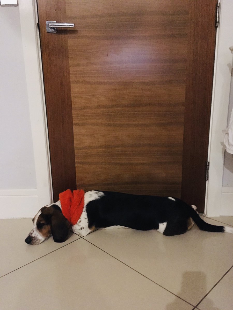 fidgitaldesign's tweet photo. Draft exclusion at its finest. #dogsoftwitter #dogs #longdogs #longpig #drafty #draftexcluder https://t.co/gUB40FQurJ
