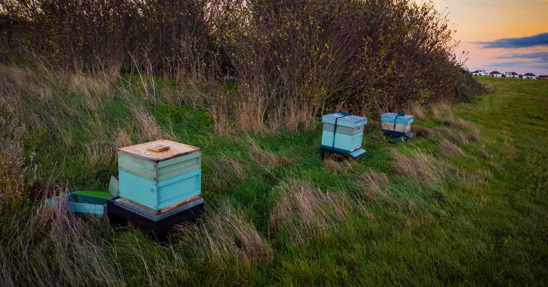 wChouffotArtist's tweet photo. Three beehives at sunset. Beautiful blue beehives against a fading orange autumn sky.
#photography #mobilephotography📱 #landscapephotography #sunset #southendonsea #hadleighcastle https://t.co/JzizDqRS9f