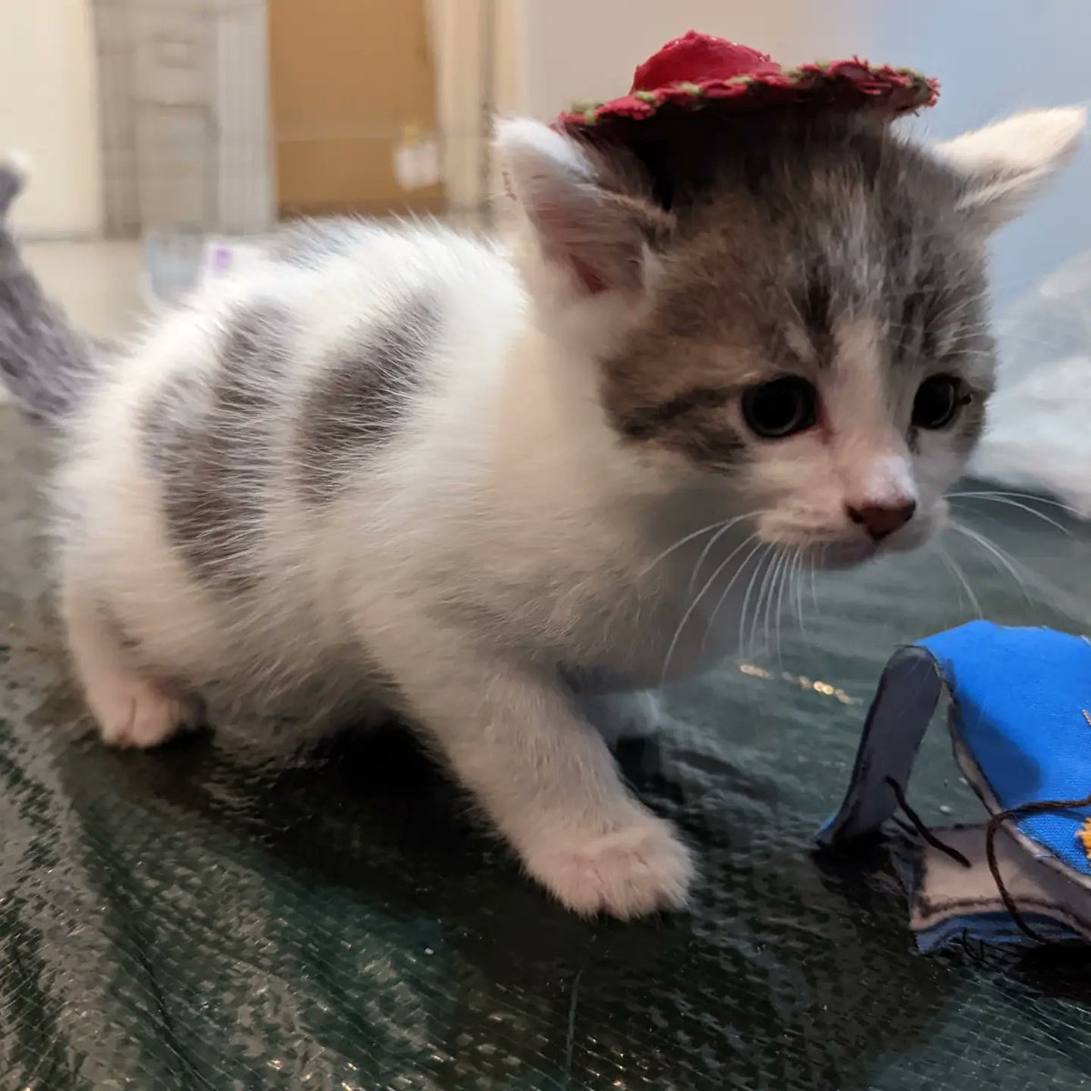 katrieder2697's tweet photo. Hi my name's Kat and I foster cats and kittens and am the cat lead supervisor at a local rescue 😻 I'm currently fostering a feral mom who had five kittens at our rescue when we didn't even know she was pregnant (couldn't touch her) they are getting adopted tomorrow! https://t.co/RTHy6mwGgk