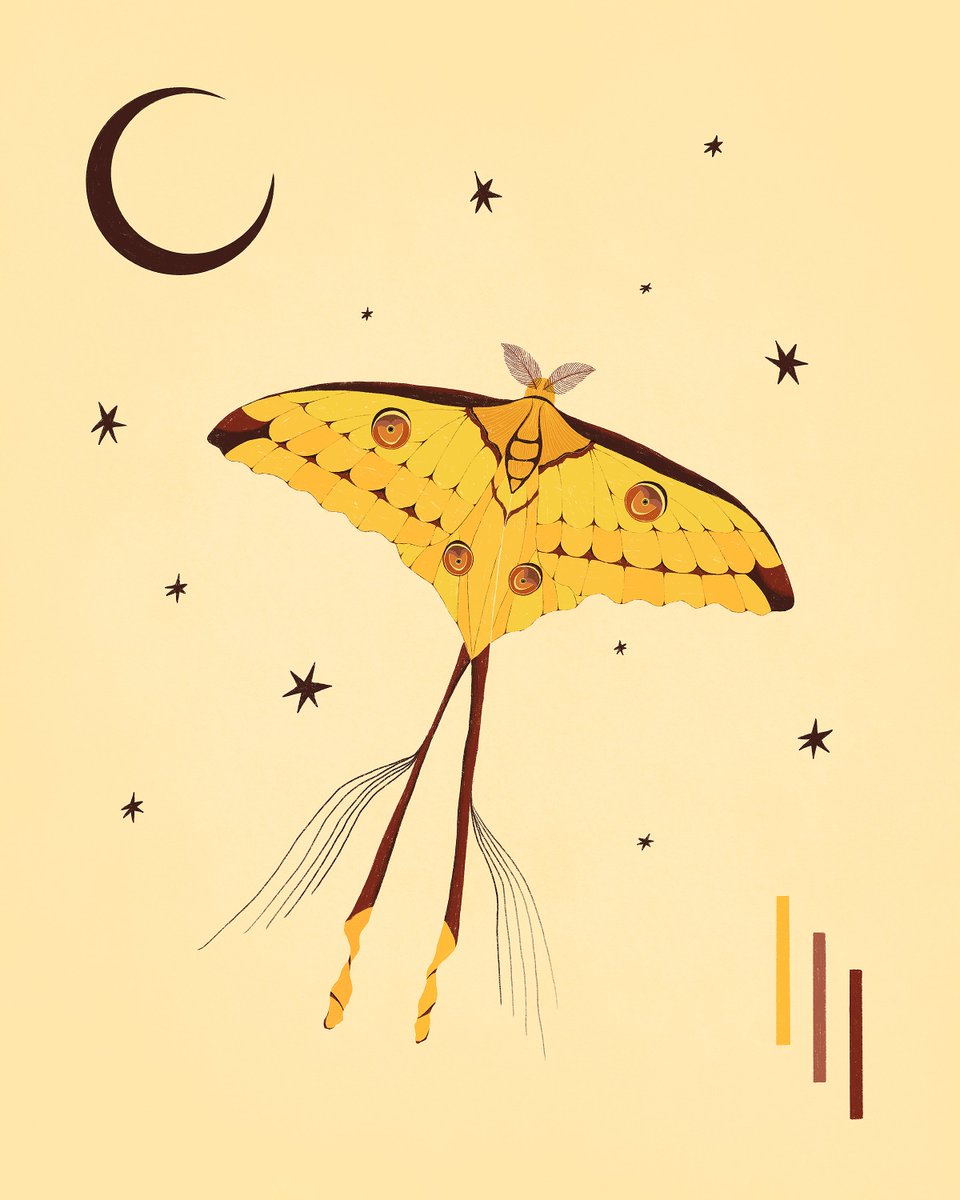 mailelani's tweet photo. Male Madagascar Comet Moth. I should draw more moths #moth #Madagascar #cometmoth #entomology https://t.co/yM8HQ4Vz3c