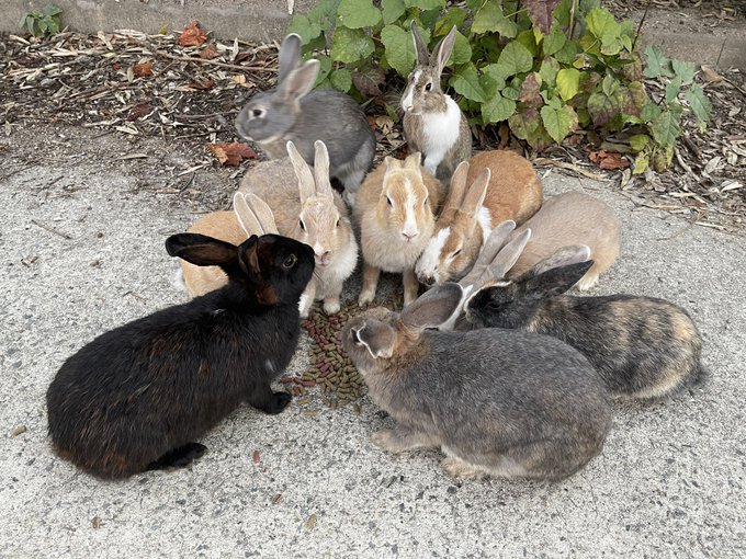 大久野島の早朝は餌を与える人類がまだ活動を開始していないので、外を歩いてるだけで空腹の兎様たちに囲まれがち。気付くと10匹ぐらい普通に集まってる。 