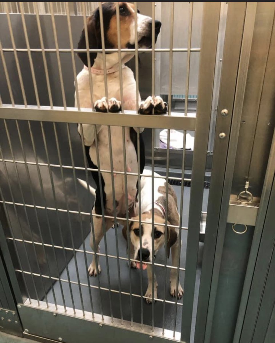 #TN #MEMPHIS 💥AT RISK💥Millicent 3yo hw- Came in with BF Gertie 3yo hw+ A sweet friendly pair with dainty playstyle-overlooked💔Few shares-zero pledges-badly need help 2get out of here #ADOPT #PLEDGE #RESCUE #MASA18380 #MASA18381 m.facebook.com/story.php?stor… m.facebook.com/story.php?stor…