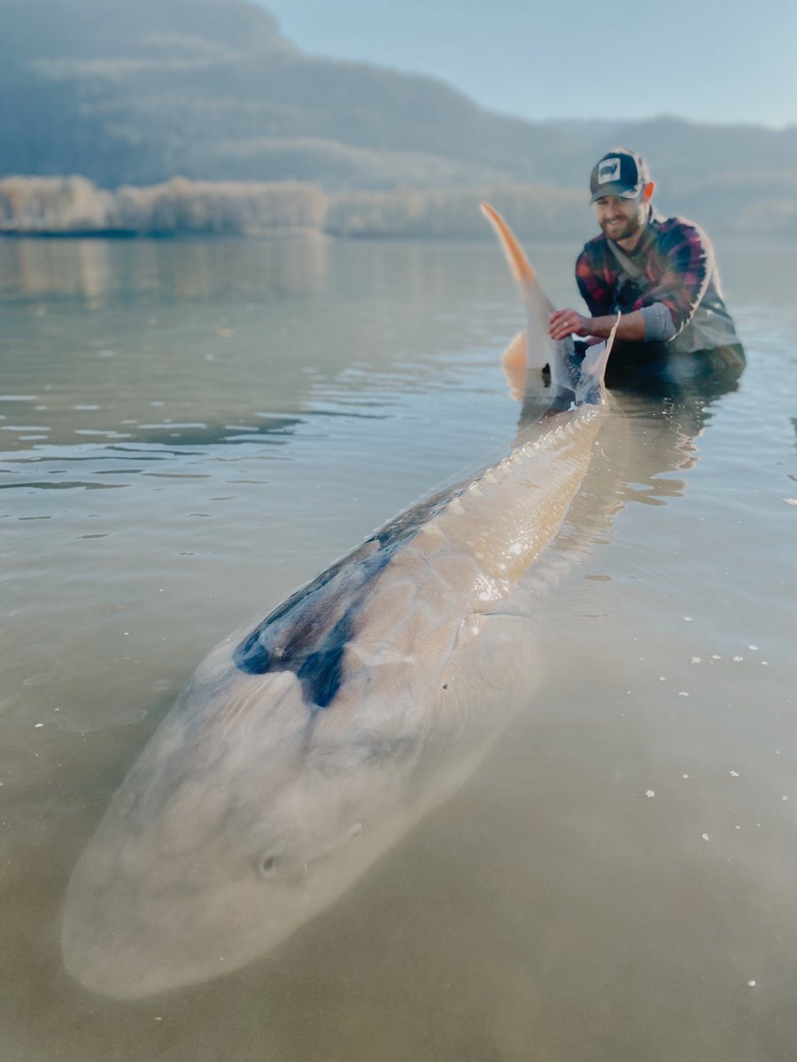 SturgeonSlayers's tweet photo. π mental health day for guests recently out with us.
#SturgeonSlayers #CatchRecordRelease https://t.co/qL6TbH3xtb
