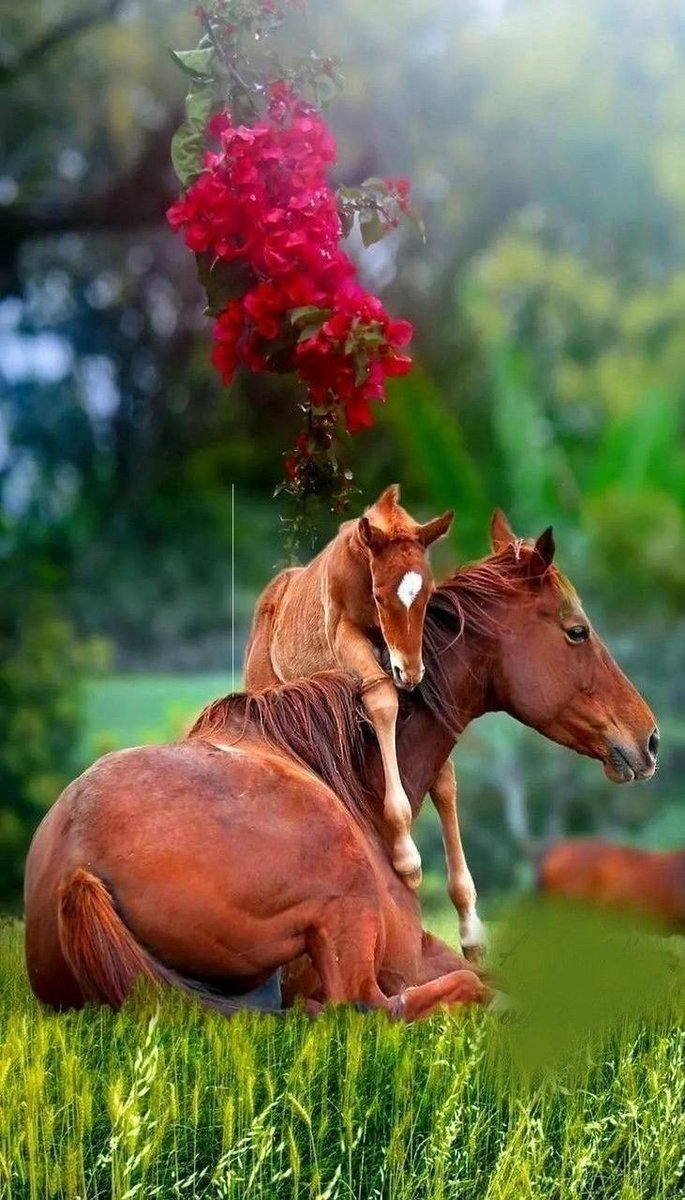 Your Daily Dose Of Cuteness (@dailycutepic) on Twitter photo 