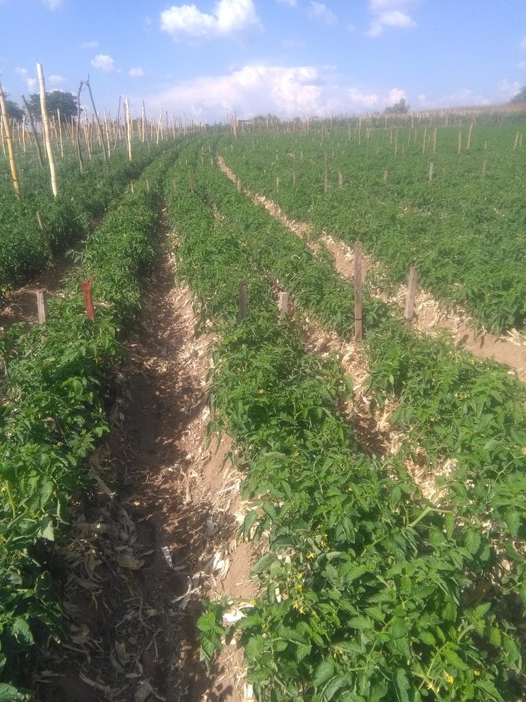 Mukudzvova Farm Produce tweet media