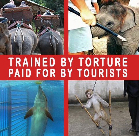 _AnimalAdvocate's tweet image. End the money, end the #AnimalAbuse🐘💔

If you make money from any form of animal abuse you are as guilty as their torturer🤔

Don't fund animal torture🤬

Go #Vegan🐾💞

@rickygervais @PeterEgan6 @Protect_Wldlife @RobRobbEdwards @Animal_Watch @Veganella_