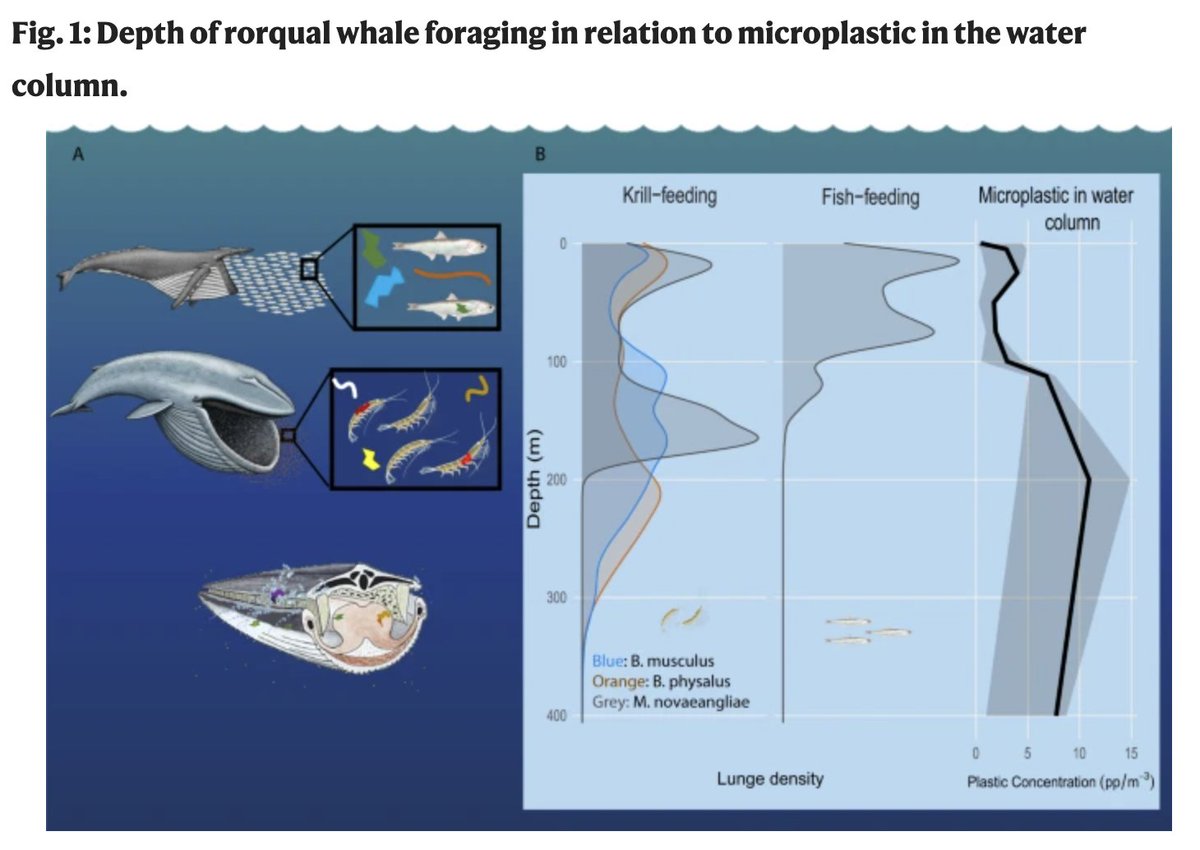 Study in @naturecomms reveals #microplastics ingestion by filter-feeding whales is likely 10 million pieces/day. Combines depth-integrated microplastic data w/ foraging measurements from 191 blue, fin, & humpback whales: go.nature.com/3E3Yt4U @hopkinsmarine