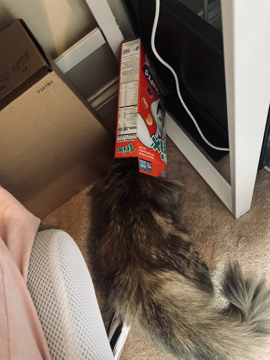 Zaraeea's tweet photo. Anyways here’s my cat https://t.co/U98WrAzCOl