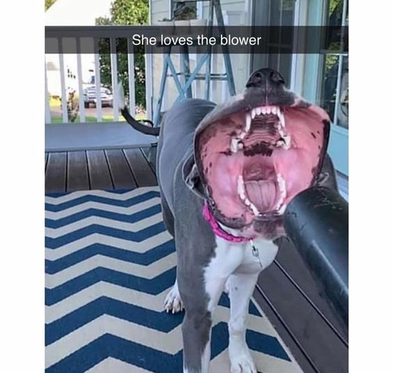 WholesomeMemes tweet media
