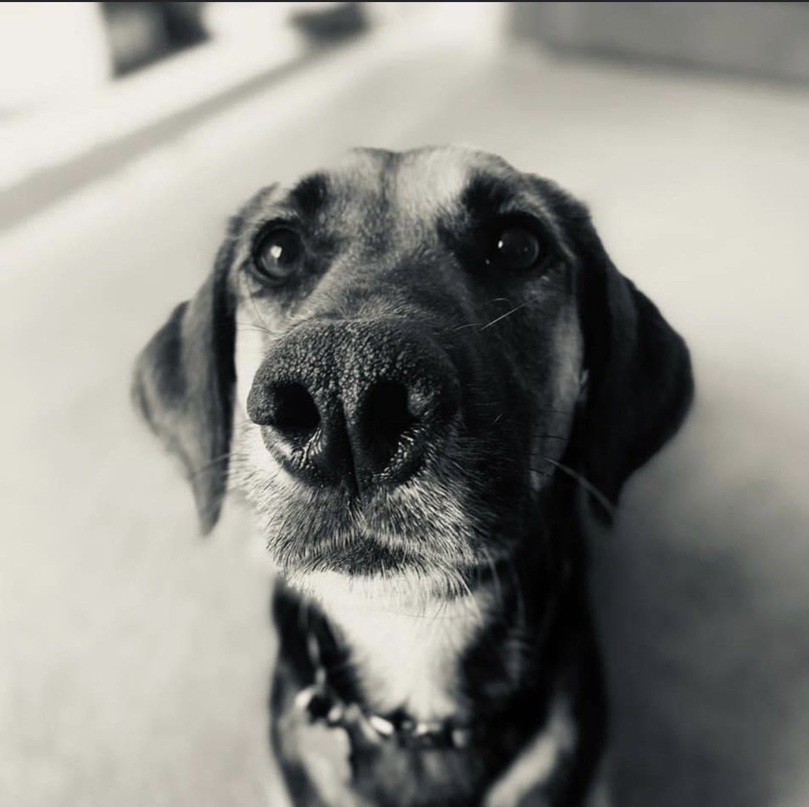 claireruby's tweet image. When a student asks to see a picture of your dog and then comes in on Monday with this…. ❤️