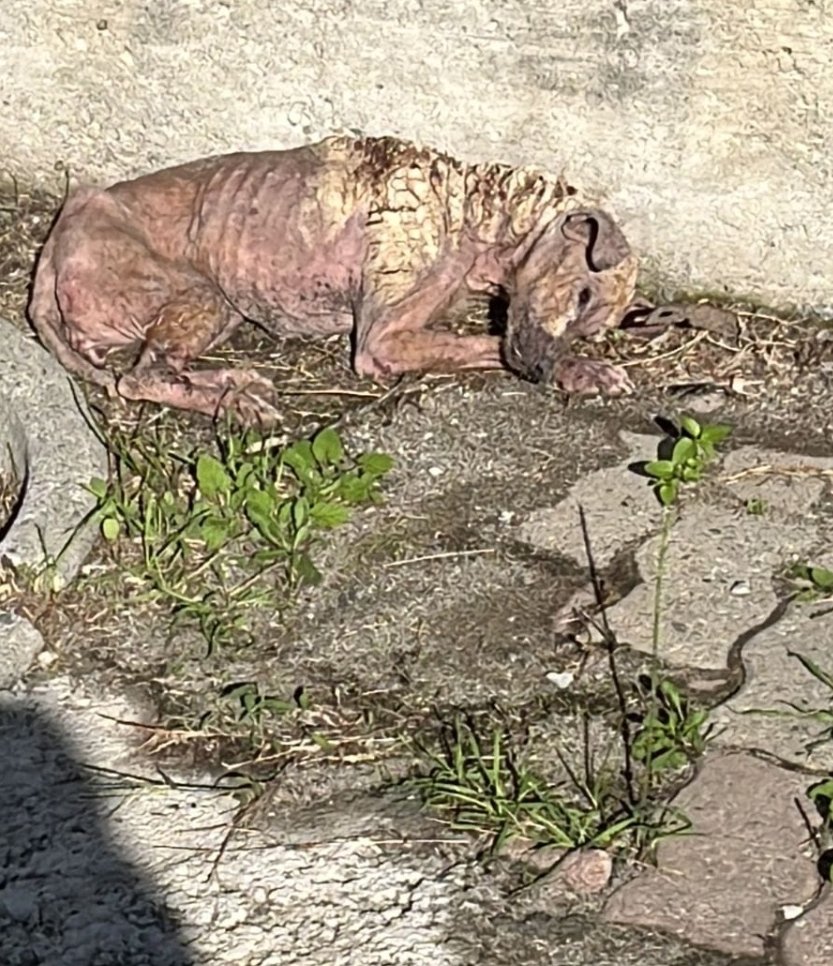 Foto scattata oggi in provincia di Crotone dal nostro partner locale. Servono mesi perché la rogna riduca così un cane. Servono mesi di indifferenza, di teste voltate dall'altra parte. 
Le istituzioni? Non pervenute. 
Tanto "sono solo animali". 
No, siete voi, uomini, disumani.