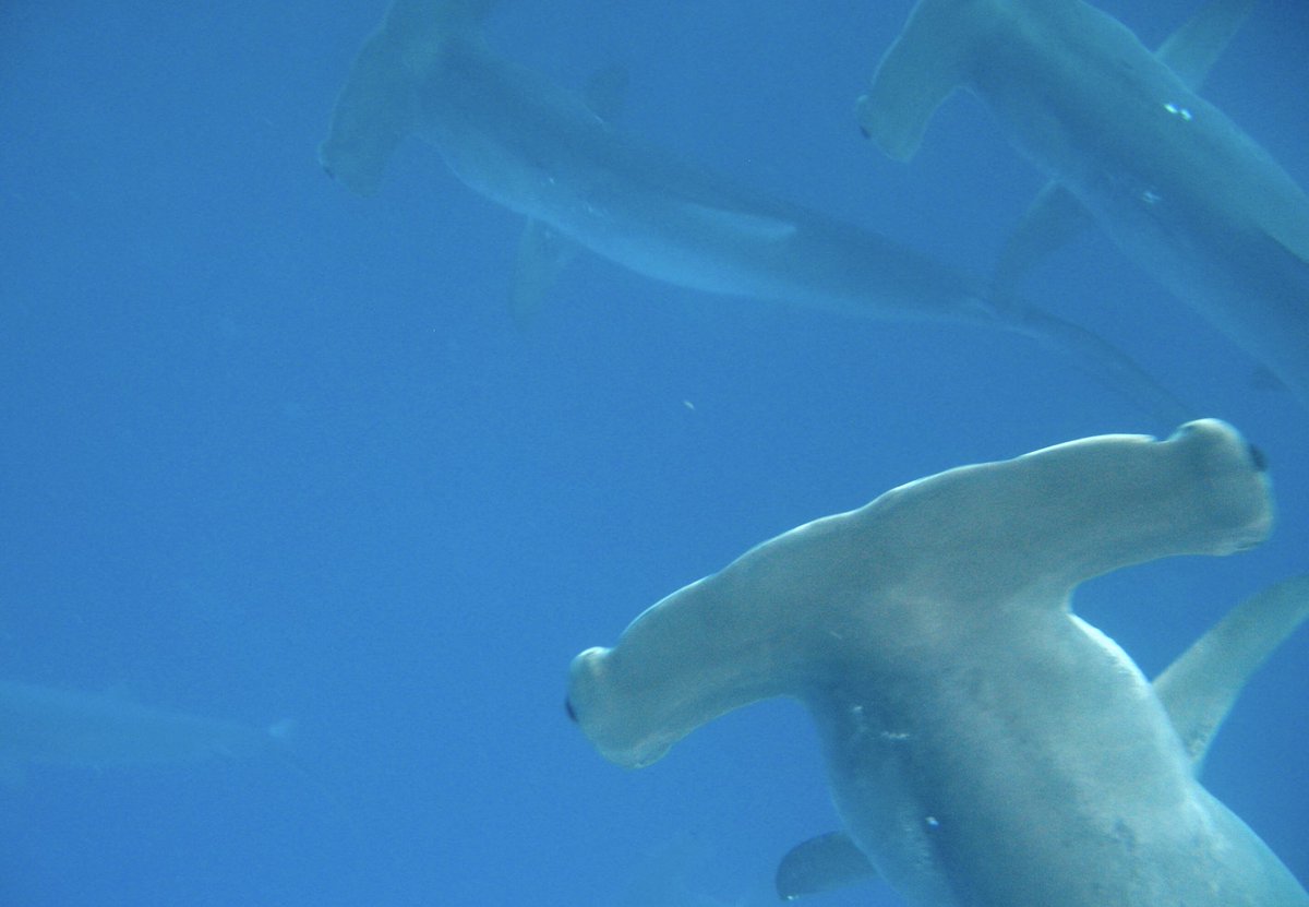 PelagiosKakunja's tweet photo. Nos complace que además de la aprobación de los tiburones réquiem para incluirse en el Apéndice II de @CITES, la propuesta 38 para incluir las 6 especies más pequeñas de #tiburones martillo también se aprobó en la #CoP19 🦈🔨😀.
📷: #JamesKetchum 💦 1/2 https://t.co/YqOR8QhyaW