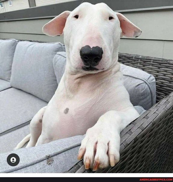 Bonzo says: Happy birthday Joe Biden.  I left your birthday present steaming in the yard. 