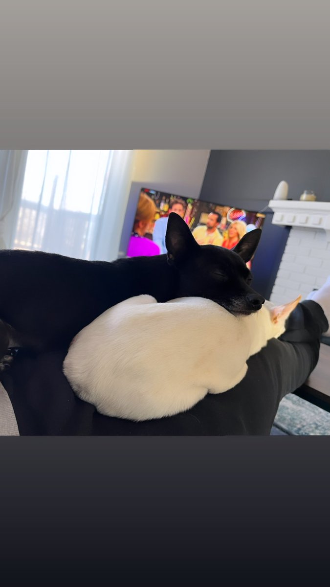 Aimlessendeav0r's tweet photo. Timeline cleanser … these bonded cuties https://t.co/vkW2XWgcbZ