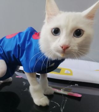 Winpet Yara Koruyucu Korse rahatlığı sayesinde, minik dostlarımız operasyon sonrasında sağlıklı bir süreç geçirir.
Bayi Kliniklerimizden MERSİN
Akdeniz Bölge Veteriner Kliniği;
Hastarının,
✅ Konforunu,
✅ Güvenini,
✅ Hijyenini,
✅ Mutluluğunu,
Önceliği kabul ediyor.