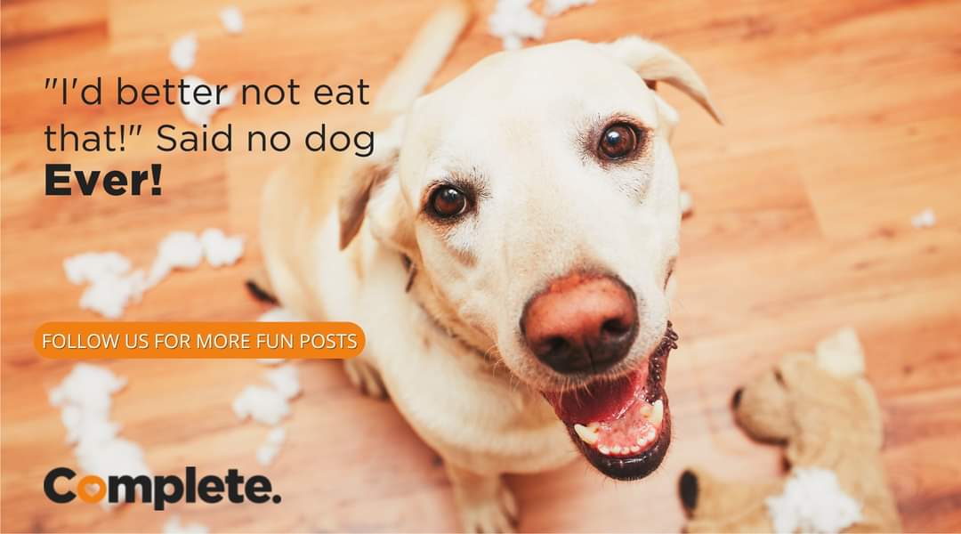 CompletePetfood's tweet photo. What's the most surprising thing that you dog has destroyed?  Let us know in the comments section below. 🧡🐶🧡

#dogantics #dogfunnies #funnydog #dogjokes #doglovers #dogcare #dogmoms #sadogs #completepetfood #dogslife https://t.co/1ZApu2MPSu