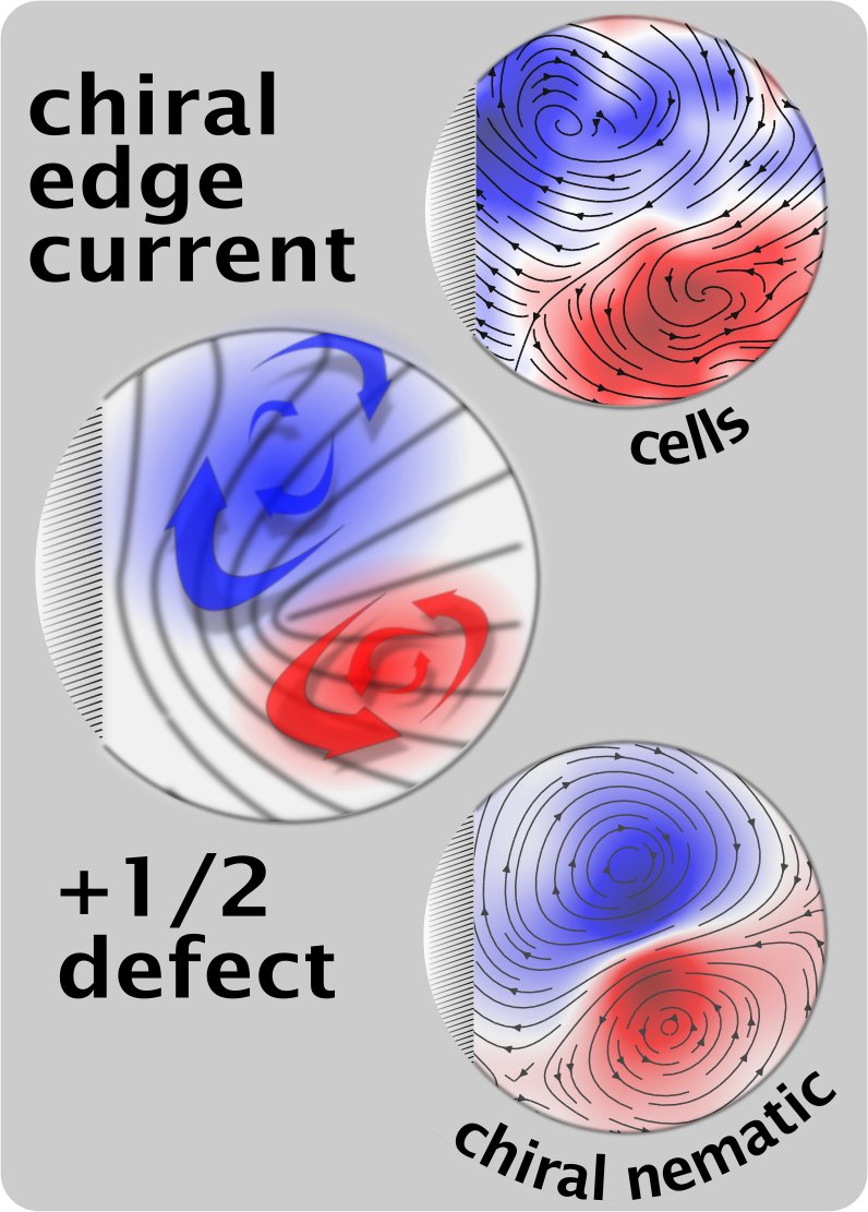 Victor Yashunsky (@vyashunsky) on Twitter photo Nematic defects #cellnematics orient with a tilt toward the boundary and generate edge currents.
<a href="/VYashunsky/">Victor Yashunsky</a>, <a href="/PearceDJG/">Daniel Pearce</a>, C. Blanch-Mercader, F. Ascione, P. Silberzan, <a href="/luca_giomi/">Luca Giomi</a>
Read go.aps.org/3O7Fgny <a href="/PhysRevX/">Physical Review X</a> #PRXbio
<a href="/institut_curie/">Institut Curie</a> <a href="/LeidenPhysics/">Leiden Institute of Physics (LION)</a> <a href="/unige_en/">UNIGE_en</a> <a href="/bidrBGU/">bidrBGU</a> Nematic defects #cellnematics orient with a tilt toward the boundary and generate edge currents.
<a href="/VYashunsky/">Victor Yashunsky</a>, <a href="/PearceDJG/">Daniel Pearce</a>, C. Blanch-Mercader, F. Ascione, P. Silberzan, <a href="/luca_giomi/">Luca Giomi</a>
Read go.aps.org/3O7Fgny <a href="/PhysRevX/">Physical Review X</a> #PRXbio
<a href="/institut_curie/">Institut Curie</a> <a href="/LeidenPhysics/">Leiden Institute of Physics (LION)</a> <a href="/unige_en/">UNIGE_en</a> <a href="/bidrBGU/">bidrBGU</a>
