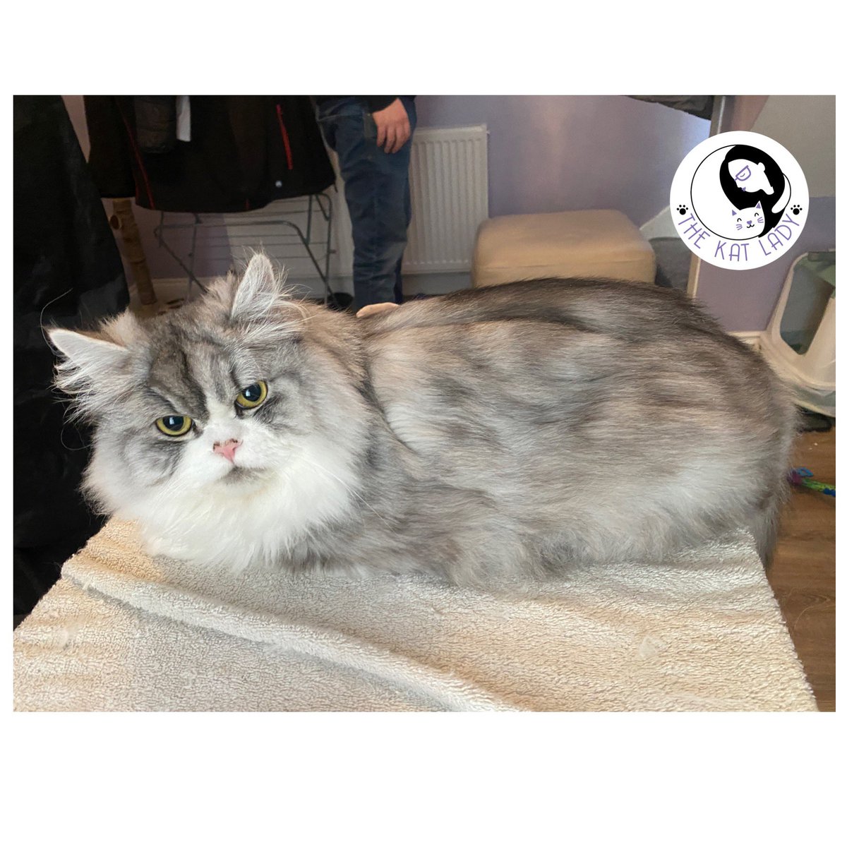 Marvellous Maui after his groom. Just look at his beautiful colouring after a good de-shed and brush through #catsoftwitter #cat #catgroomer #holisticcatgroomer