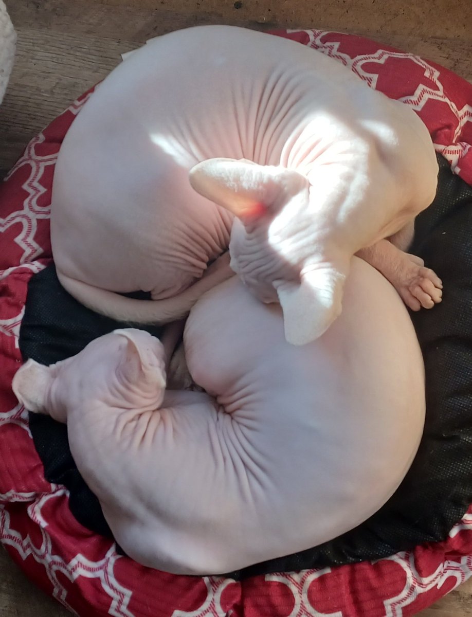 BaldyKatSphynx's tweet photo. Beautiful Queens Trixy &amp; Pinky by BaldyKat #BaldyKat #sphynx #TwitterKittens #TwitterSphynx https://t.co/adHt2qftA4