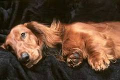 dogs365's tweet photo. when dogs are in heat؟
From about six months old to through the rest of her life, a female dog will experience estrus, or heat, roughly every six months. This is the period of time when she’s receptive to mating. Hormonal changes will cause pronounced differences in your dog that https://t.co/tAg57Sezlu