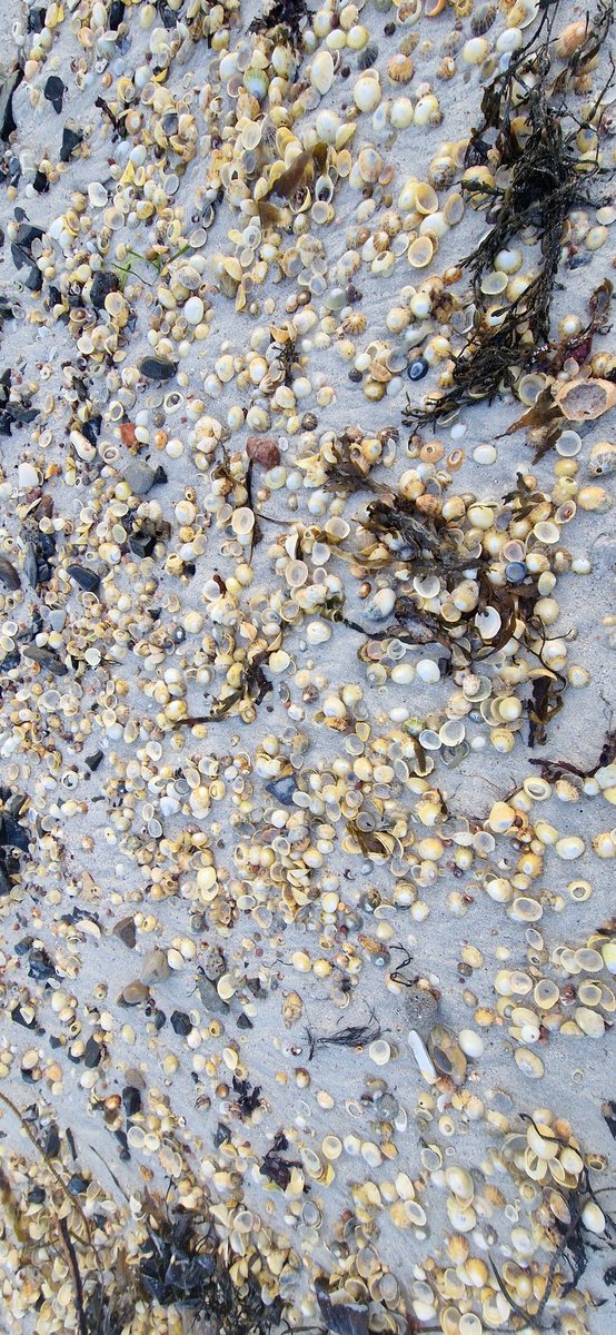 EileanIdhe's tweet photo. Sea views, coast, sand, clouds, skyline, sea, waves, kelp, shells &amp; wind! 😁 #IsleOfIona #Iona #GodInAllThings #nature #coastalcontemplation #prayer #innerhebrides #scottishscenery #livingthedream #vocation 1/2 https://t.co/5WC6WPT5k9