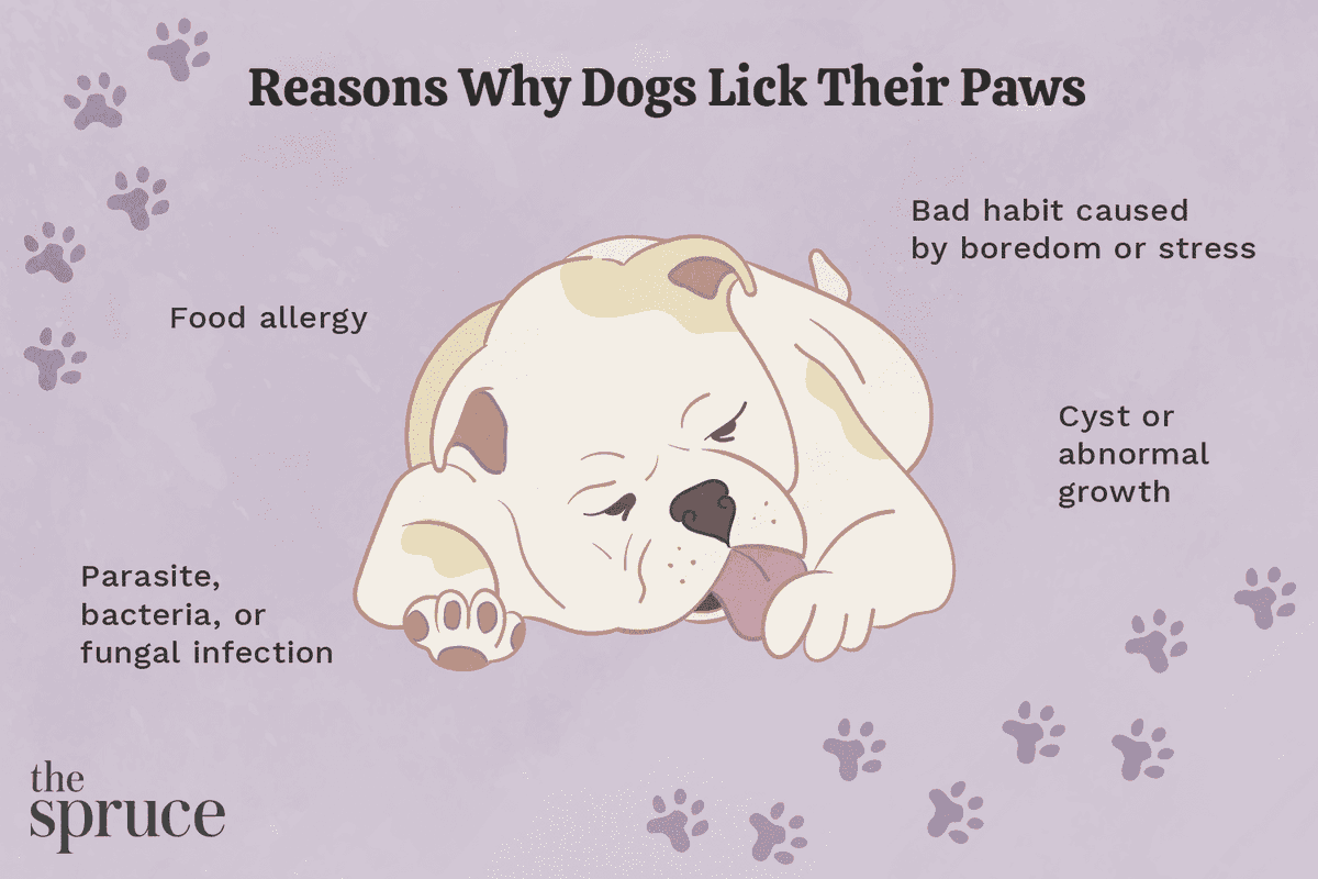 dogs365's tweet photo. when dogs lick their paws
As with other dog behaviors, there can be several reasons that lead dogs to lick or chew their paws. These include injuries; skin problems; environmental, parasite, or food allergies; and boredom or anxiety. https://t.co/87G3mgrtAS