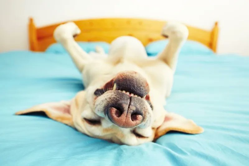 dogs365's tweet photo. when dogs lay on their back
When dogs are lying on their backs, they don't have a care in the world and are completely relaxed. Obviously, your pup feels right at home. Experts think that when dogs expose their most vulnerable parts this way, they feel safe and secure. https://t.co/r8B1dmvwtu