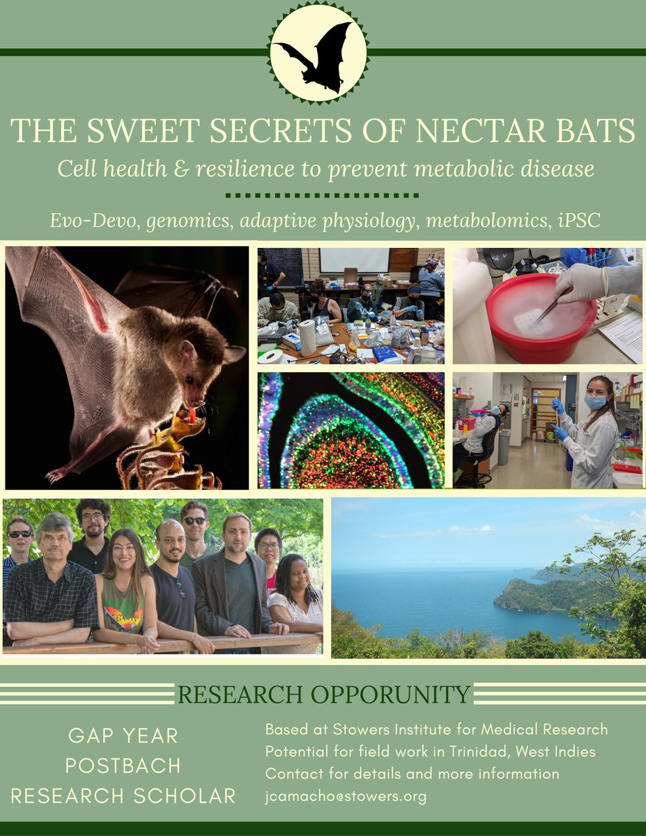 batevodevo's tweet photo. Please share with #undergrads who want more research experience for #biotech or #phd @NA_bats #bats  @SocDevBio @sacnas @ABRCMS #STEMeducation https://t.co/nf84v6dkvW