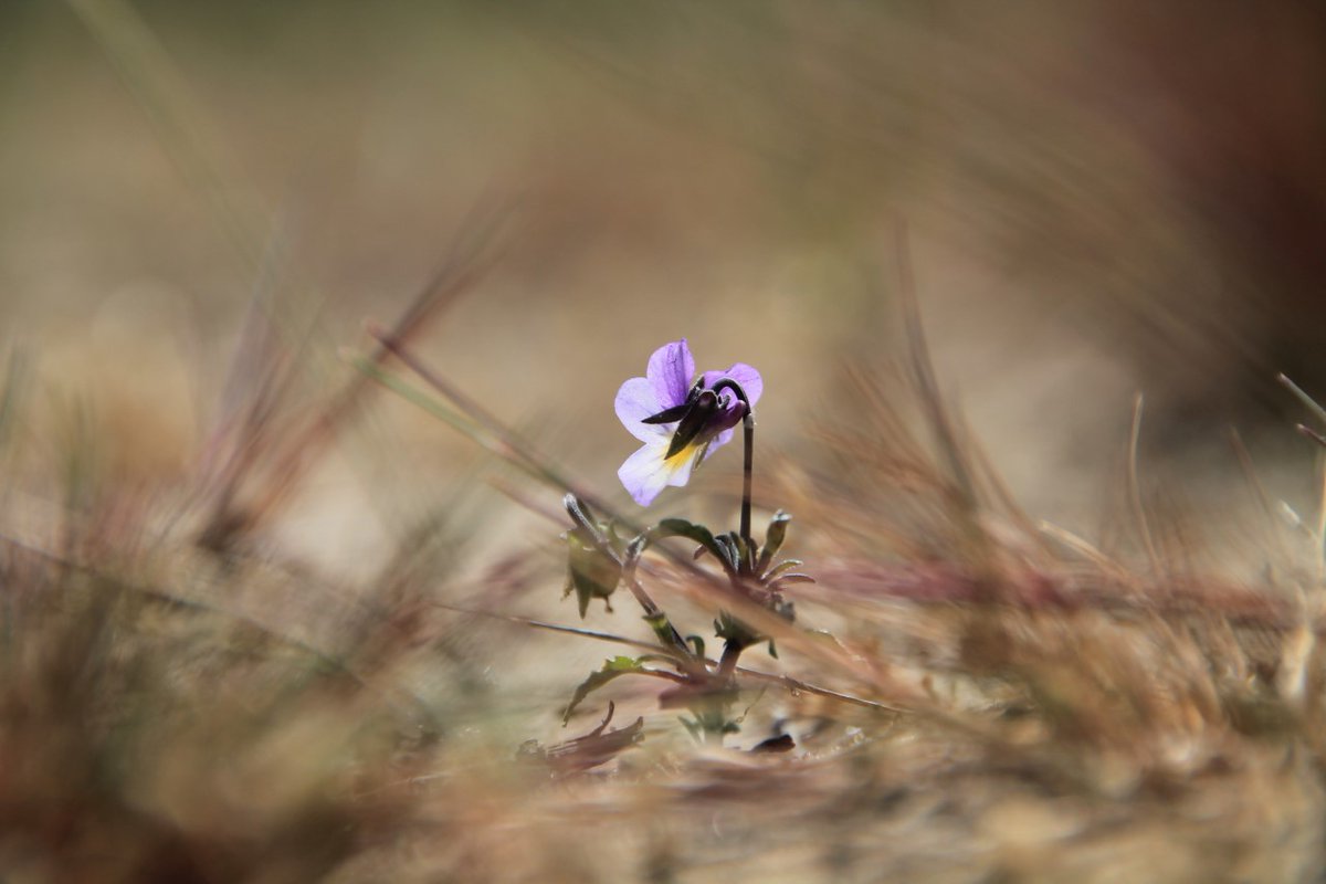 Luca Bloemendaal is de winnaar geworden van de @LAFV fotowedstrijd voor de jeugd die in het kader van het jubileum is gehouden. Lees meer op onze website: lafv.nl/2022/11/21/fot…