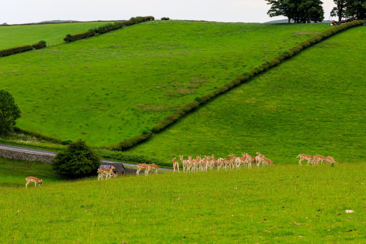 KurtisDePaoli's tweet photo. Let’s go back to the deer herd. I just realised most of deer are facing there back end towards me, I wonder if that was deliberate. #photography #lancashire #traveluk #naturephotography #deerherd https://t.co/okdwykv3ky