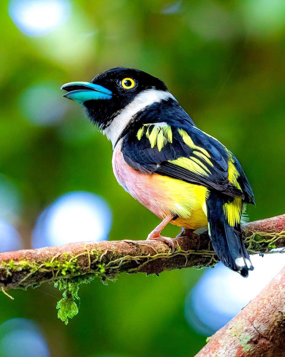 Black-and-yellow broadbill (Eurylaimus ochromalus)💜💛🖤🐦