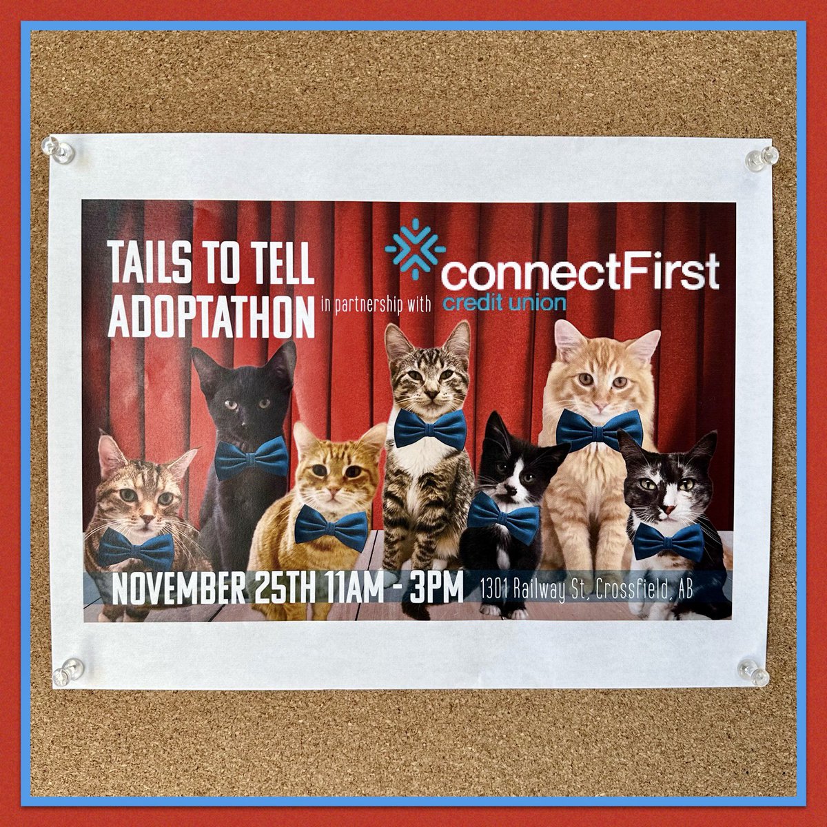 izzycards's tweet photo. Our friends at @tailstotellcats are having that wonderful event on Friday! Come and check them out! 🐈 🐈‍⬛ 💕 #tailstotellanimalrescueshelter #tailstotell #adoptdontshop #crossfield #crossfieldalberta #supportlocal https://t.co/dejYW90cdD