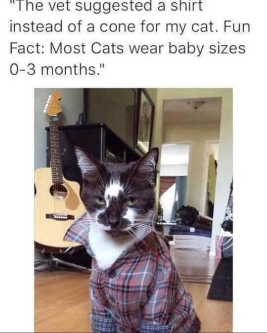 WholesomeMeme's tweet photo. https://t.co/Z1bLmNLTHI
