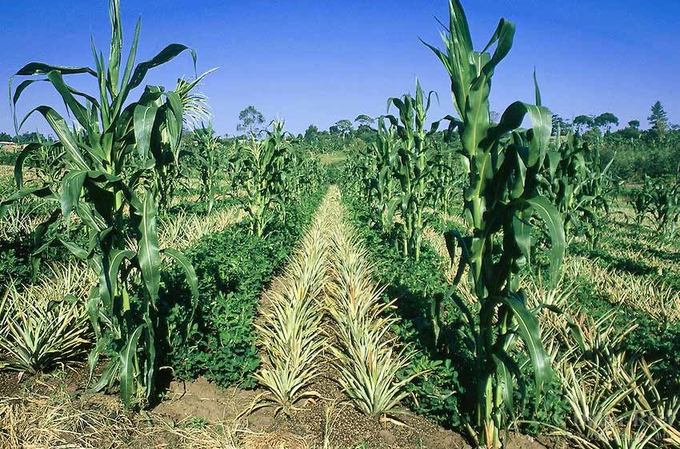 RightCohen's tweet photo. Mixed farming
#Smart_farming https://t.co/V2yorX9CXy