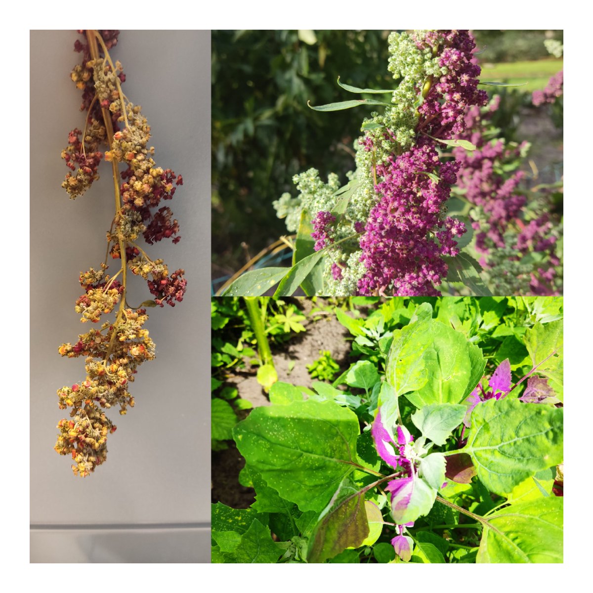 Misa quinoa! looks a chimera. Any idea? #quinoa #chimera #Biology