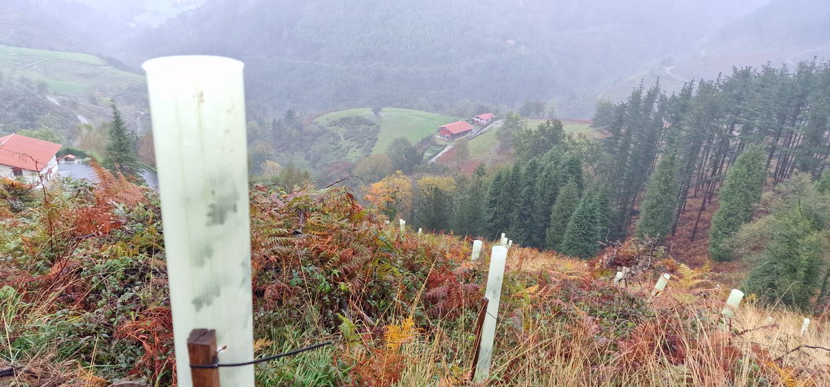 ehbildubizkaia's tweet photo. Bertako basoak berreskuratzeko @hostozabal  Elkarteko eta Berriatuako udalaren lana ikusi dugu. Basoen ustiapenak ekosistemaren babesarekin bateragarria izan behar du. Ezkerrean #Berriatua|k landatutako haritzak eta eskuinean pinuak. https://t.co/aLp6mZWIJy