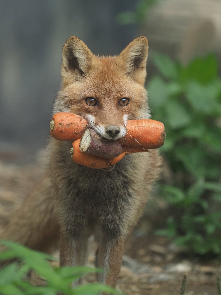 DogSolutions's tweet photo. thankgiving dinner have arrive
prepare to accept the Big Taste from dog https://t.co/9Rpn1y1gWl