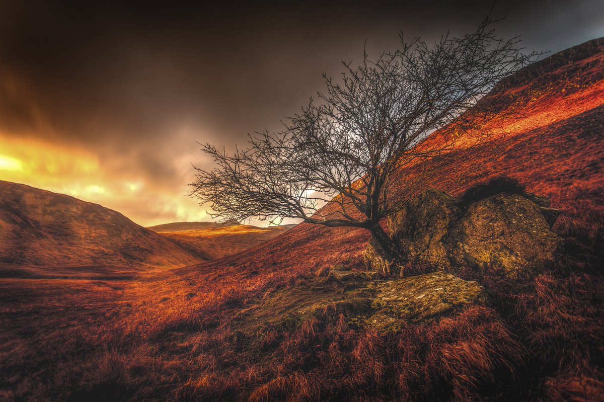 Glen Rosa tree at sunset 🌄 #isleofarran #glenrosa #autumn #landscape #arranlandscape #scotland #scottishisland #arranmountains #sunset