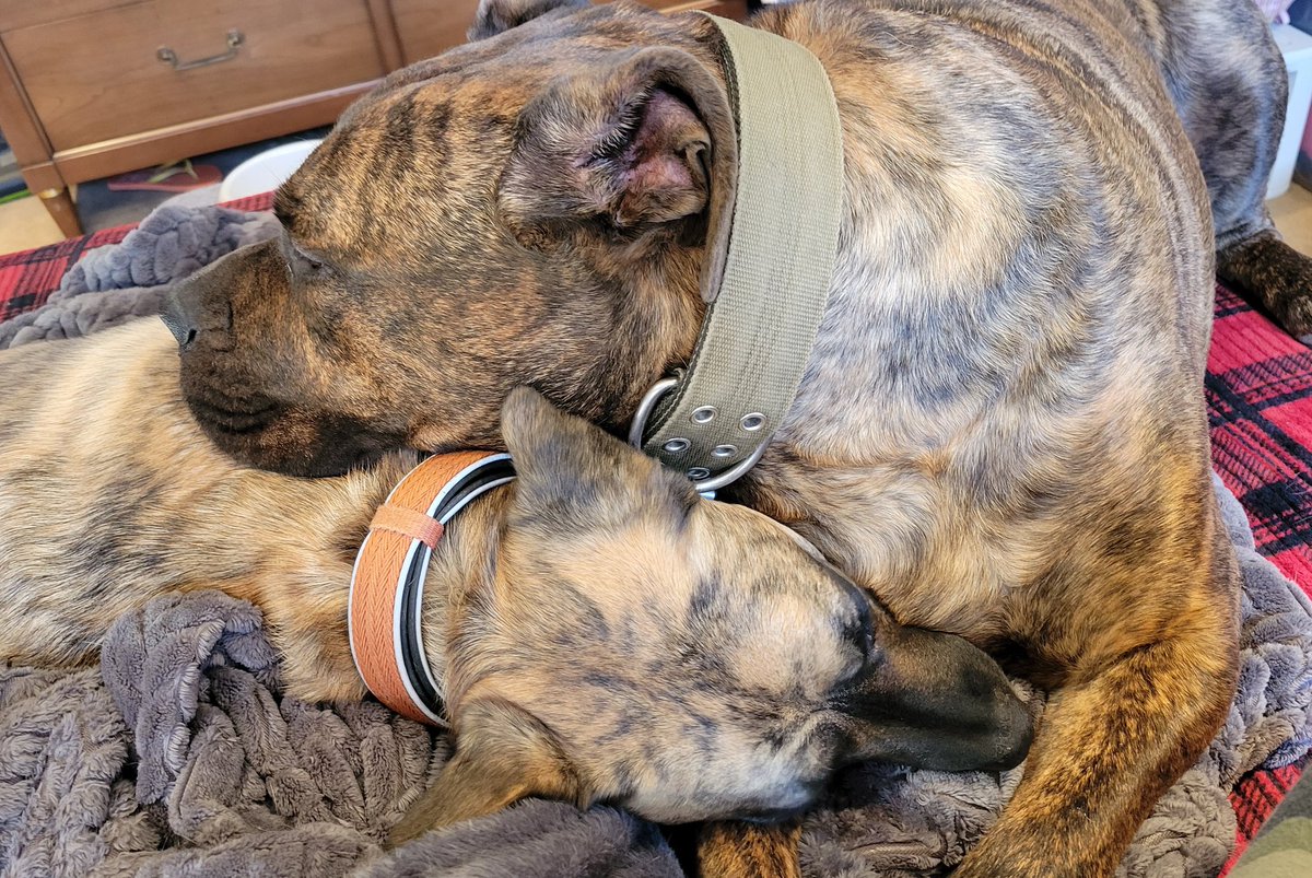 mgert69's tweet photo. Marley Moment: I've got you, Babe. 🐾🐕🧡💙 @BellatheBounty1 @DogsTrust @ForRover https://t.co/ficUrqOOJI