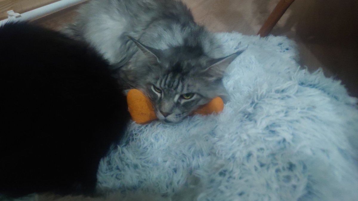 Raylis3's tweet photo. Купили мы значит, лежанку собаке. И игрушка тоже собаки.
Теперь это все принадлежит Кусю, судя по взгляду. https://t.co/klofxEXibx