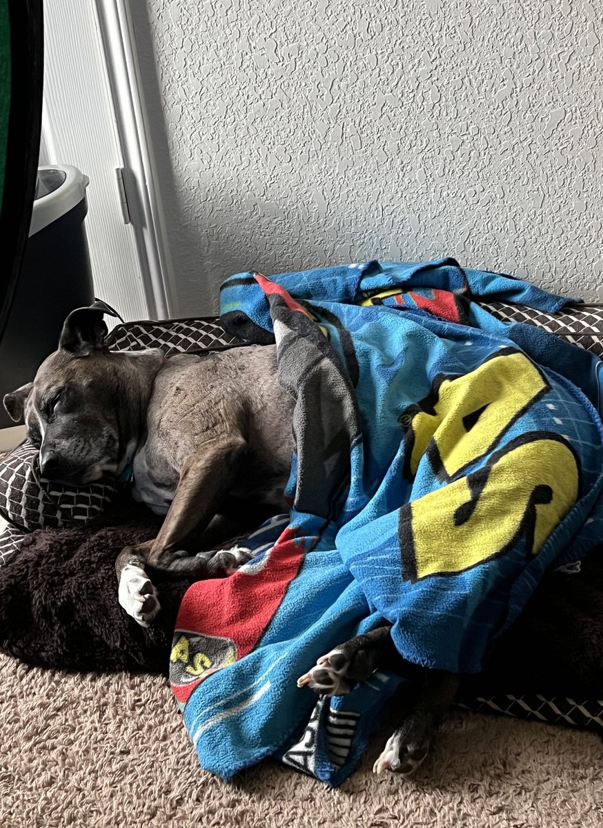 Kidney_Cowboy's tweet photo. How can you not love this dog? #2cute #comfyinbed https://t.co/HTxW9MZYG0
