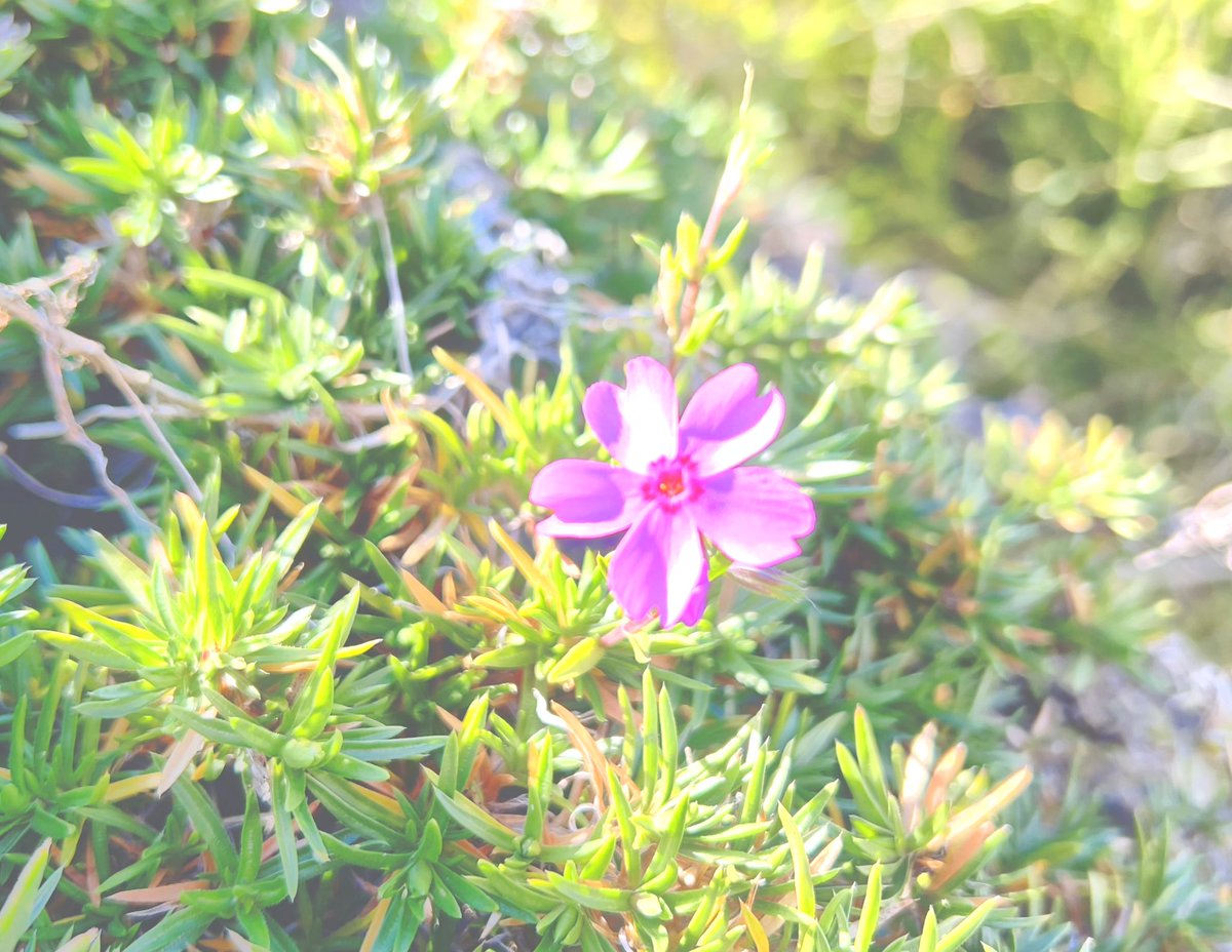 810sun87's tweet photo. あの日見えなかった愛でるべき花たち今日だまりの中首傾げ
それでも優しく微笑んでいる

あの頃近すぎて見えなかったけど離れて見て気づいた日々たち
今日も首傾げて「どうして？」って、でも思い出すと笑ってしまう。また始めるから終わっても気分屋だから春には。

まだたどり着く場所見当たらず進む https://t.co/yEvCKHB82g