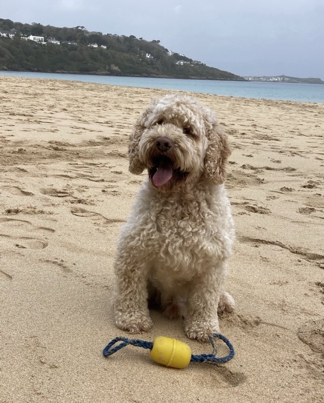 CornishSpliced's tweet image. It’s never #week6 all ready for our #strangestfinds #twittergame? Lots of us have been posting our strangest finds we come across each week on our #litterpicks, #beachhugs #rivertidys #planethugs. More are joining in which is great. One is chosen each Sunday night…