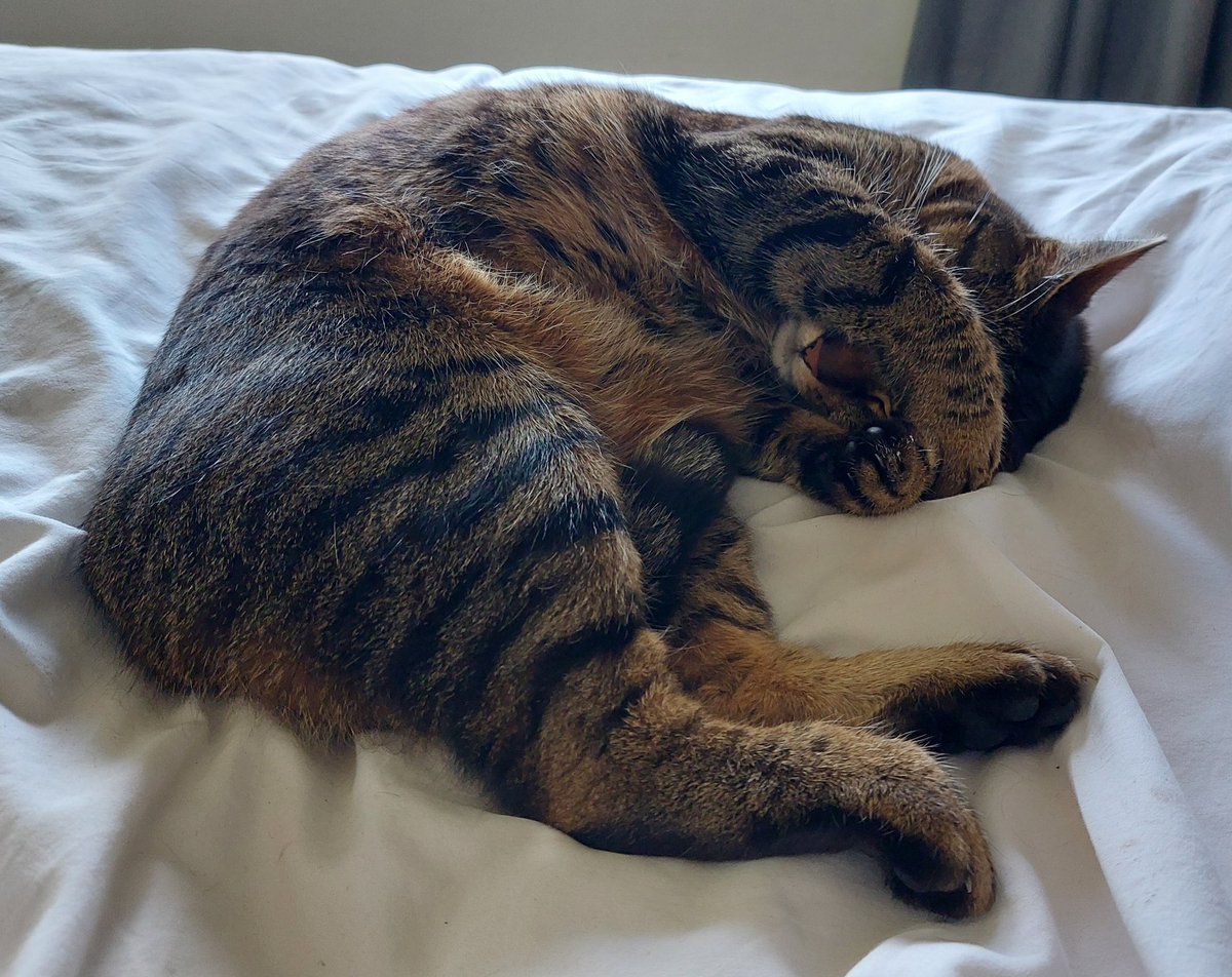 FloatingWorldTr's tweet photo. Here's my assistant- she's not very helpful but she's very friendly! #CatsOfTwitter #cats #furryfriends #tabbycat #translation #Japanese https://t.co/YWS6ieFuFa