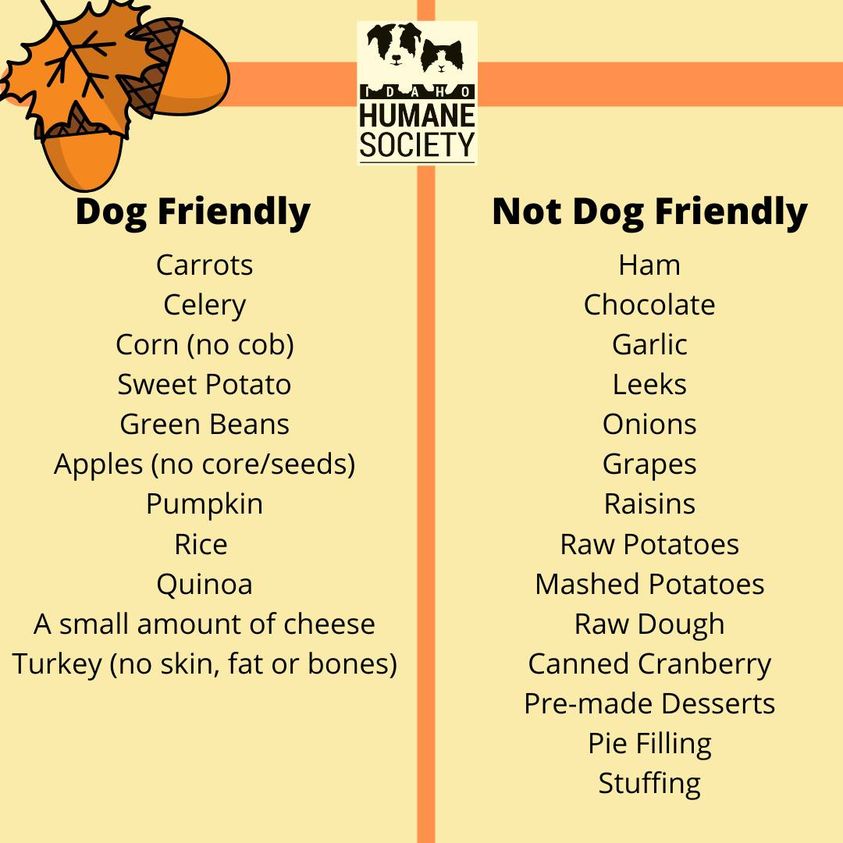 Thanksgiving is this week! Here's safe food treats for dogs and those to avoid.

***Ham is bad due to salt, fat, and heavy preservatives. Can lead to gastroenteritis. Mashed potatoes are okay in their bare form, but when fats are added and heavy creams, can lead to pancreatitis.