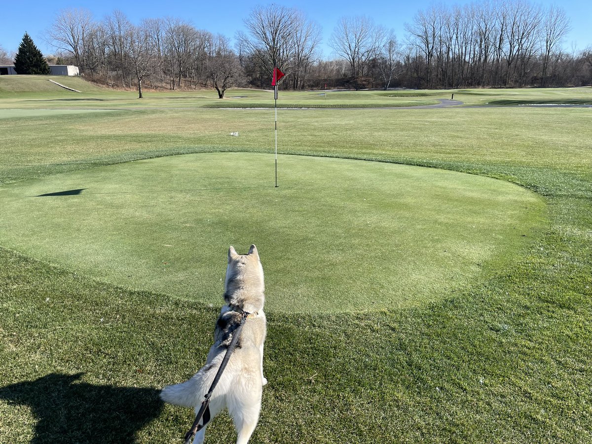 golf69ski88's tweet photo. Took Bode & Jones out for a romp @KenoshaCC to see the winter pins set up on tee boxes for us diehards to play the course in reverse. The forward boxes are tiny so my GIR will be even worse than ever๐
#wisconsingolf
#wsga
#gcsaa
#dogsofturf
#siberianhusky https://t.co/Tj25LMSyGH
