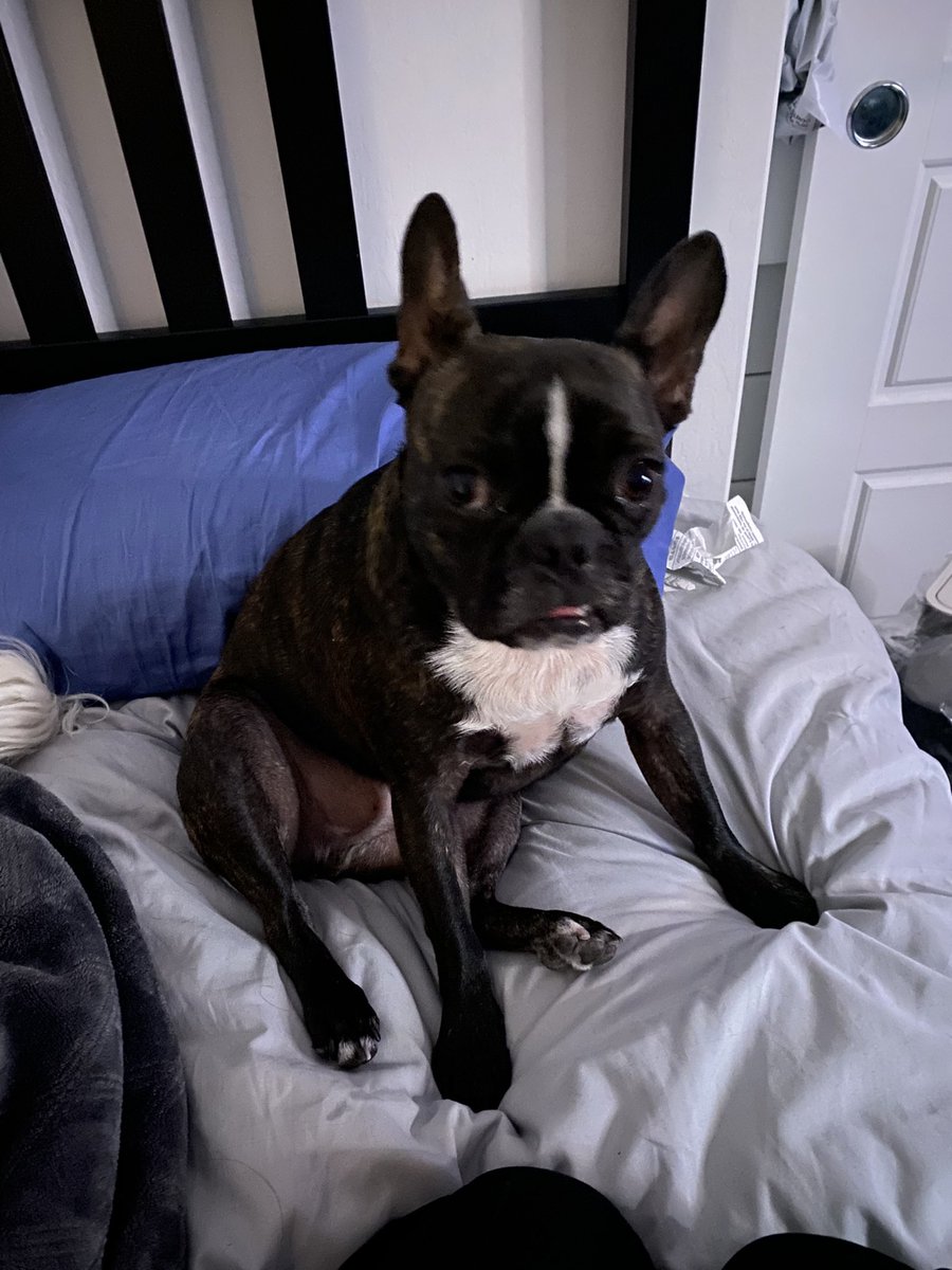 Apply's tweet photo. it pisses me off that this thing evolved from wolves now he looks like this and his name is paul https://t.co/MhMMgntl3e